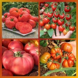 Könnte beinhalten: Eine Collage von Bildern, die verschiedene Tomatensorten zeigt. Oben links sind große, rote Tomaten zu sehen, einige davon geschnitten. Oben rechts Kirschtomaten an der Rebe. Die unteren Bilder zeigen verschiedene Tomatensorten.
