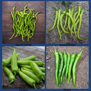 Könnte beinhalten: Eine Collage aus vier Bildern, die verschiedene Sorten grüner Paprika zeigen. Die Paprika variieren in Form und Größe, wobei einige lang und schlank sind, während andere kürzer und konischer sind. Die Bilder sind vor verschiedenen Hintergründen angeordnet.