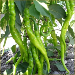 Könnte beinhalten: Nahaufnahme von grünen, lockigen Paprika, die an einer Pflanze wachsen. Die Paprika haben eine lange, schlanke Form mit einem verdrehten Aussehen. Grüne Blätter umgeben die Paprika, der Hintergrund ist eine Mischung aus Erde und anderen Pflanzen.