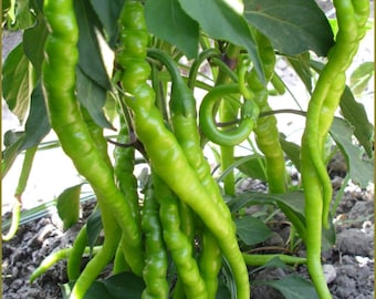 Paprika Seyrek Tatli Kil 20 Samen Türkische Berühmte Spitz Paprika Samen Saatgut Paprika Genuss Samenfest Saatgut Gemüse Samen Ata Tohumu