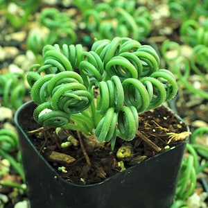 Albuca Spiralis Frizzle Sizzle Succulent, 2&quot; Pot