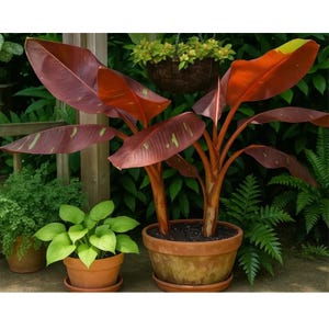 Live Siam Ruby Banana Plant – Rare Red Musa Banana Tree with Red Leaves – Tropical Exotic Plant for Garden or Patio