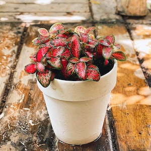 Hypoestes Red Splash Live Potted House Plants Air Purifying, 2&quot; Pot