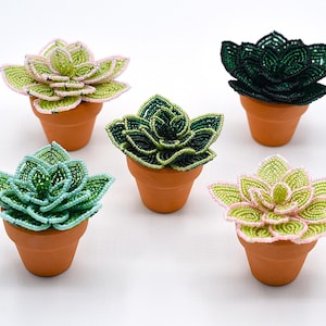 jellybean succulent Jelly Bean Succulent 'Sedum rubrotinctum' 6" Pot / Light Green / With Pot