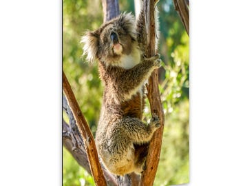 Koala Wand Kunst - Australische Wildtier Fotografie Druck
