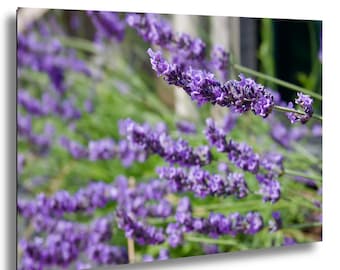 Fotografía de lavanda, arte mural de flores moradas, impresión botánica, fotografía de naturaleza floral, decoración de lavanda