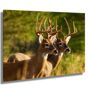 Twin Whitetail Bucks Photo: South Texas Ranch Wildlife Art