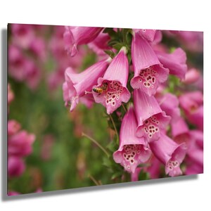 Fingerhut Blumen Foto Dallas Botanical Garden, Biene Nahaufnahme Wandkunst, Makro Blumendruck, rosa Blume Fotografie, Gartendekor