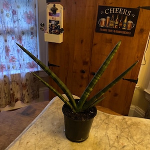Starfish sansevieria