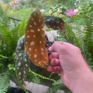 Polka dot begonia