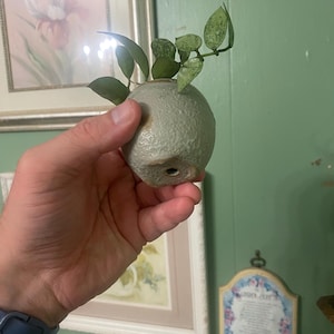 Hoya