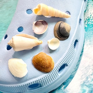 Real Seashell Shoe or Bag Charms, Coastal Pop in Charms, Fun Shoe Accessories, Shell Shoe Jewlery, Birthday Gift, Fun Gifts