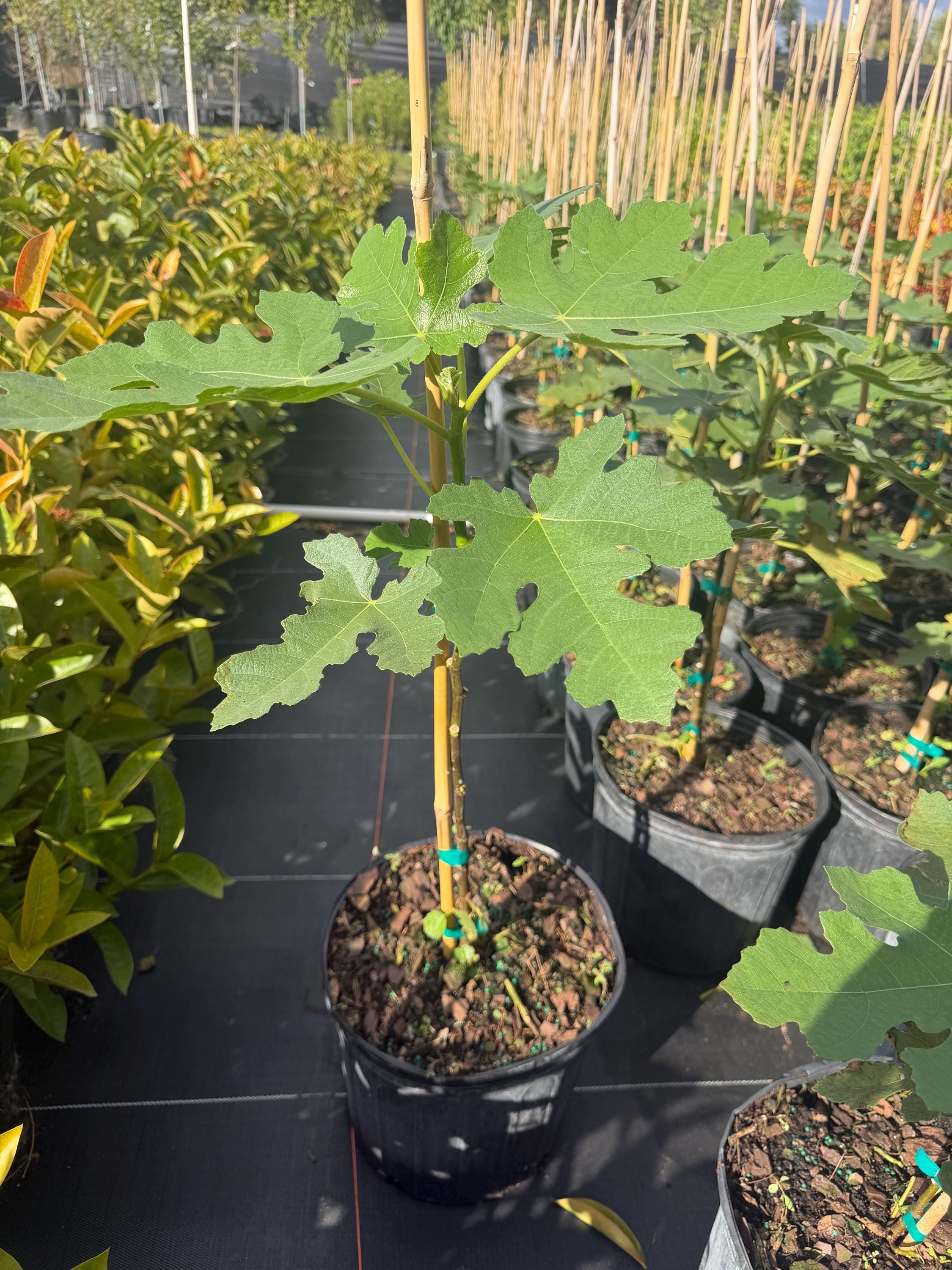 Celeste fig tree - Etsy 日本