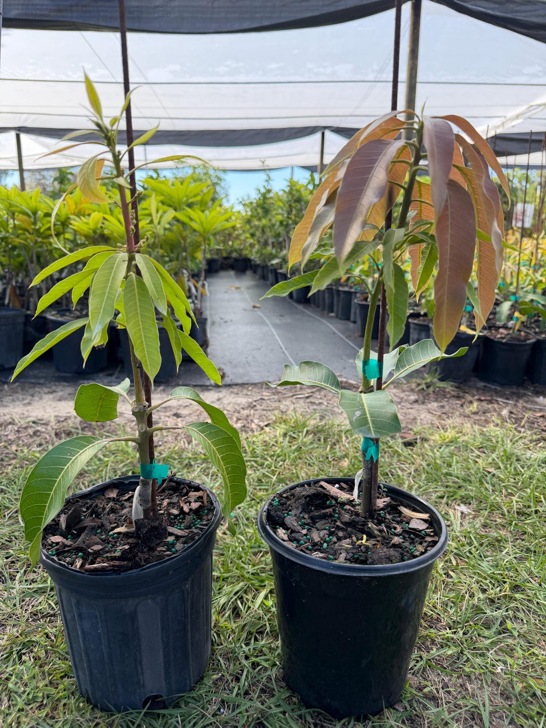 GRAFTED MANGO TREES - Grafted Mango Tree, 1 Gallon Pot, 1-2 Feet Tall ...