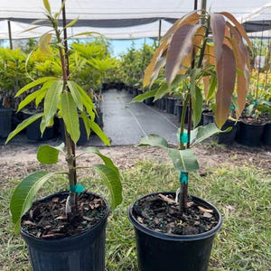 May include: Two young mango trees in black plastic pots. The trees have green and reddish-brown leaves. The pots sit on green grass, with a greenhouse background. The trees are secured with green tape.