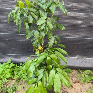 May include: A young plant with vibrant green leaves, likely a sapling or small tree, is potted in a black container. The plant has multiple branches and a full canopy of leaves. The background features a dark, textured surface.