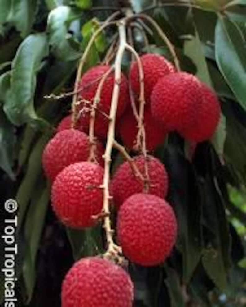 Lychee Tree, 3-gallon Pot, 3 Feet Tall, Bears Fruit Early - Air ...