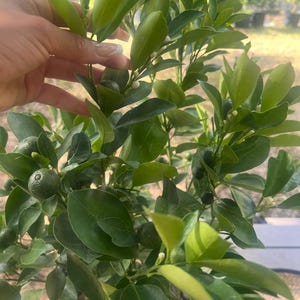 May include: A close-up of a small citrus tree with green leaves and small, unripe green fruits. The plant is in a black pot. A hand is gently touching the leaves. The background is blurred, suggesting an outdoor setting.