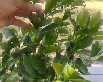 Dwarf Calamondin Tree ready to bear fruit in a 3-gallon pot, 2-3 feet tall - Florida only. Shipping not included.