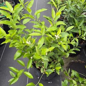 Puede incluir: Una planta de cítricos en maceta con hojas verdes vibrantes y pequeñas flores blancas. La planta está en una maceta de plástico negro, con otras plantas visibles en el fondo. Las hojas son de color verde brillante.