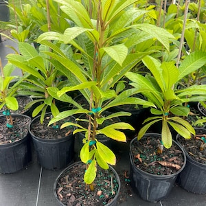 May include: Several young plants in black pots. The plants have large, bright green leaves and are supported by wooden stakes. The pots are arranged on a black surface, with other plants visible in the background. The plants appear to be in a nursery setting.