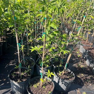 May include: A collection of young trees in black plastic pots, arranged in rows. The trees have green leaves and are supported by bamboo stakes secured with green tape. The scene is outdoors under a bright sky.