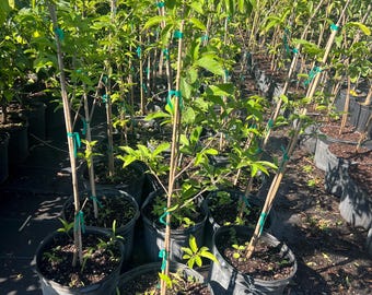 Sugar Apple trees - anon - Annona squamosa - Ate - Saramuyo - 3 gallons, 2 to 3 feet tall, bear fruit this year