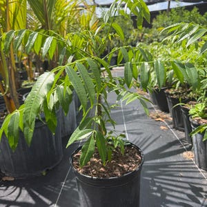 May include: A young, green plant in a black plastic pot. The plant has long, slender leaves and is surrounded by other potted plants. The background includes a blue sky with clouds, suggesting an outdoor nursery setting.