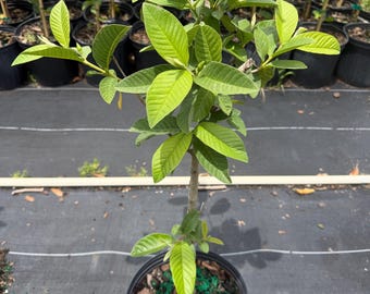 White guava ready to bear fruit in 3-gallon containers, 2 to 3 feet tall