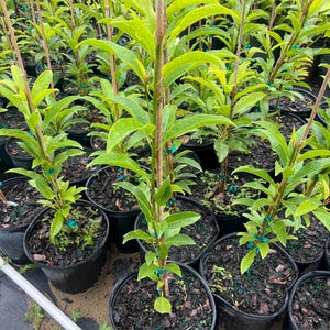 Op de afbeelding: Een verzameling jonge planten in zwarte plastic potten. De planten hebben heldergroene bladeren en worden ondersteund door dunne houten stokken. De potten staan dicht bij elkaar, waardoor een dichte weergave van groen ontstaat.