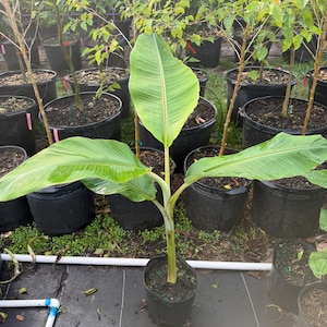 ICE CREAM BANANA Tree (Blue Java) Blue Banana Tree, vanilla flavor, cold resistant, 3 gallons, 2 to 3 feet tall, No shipping.