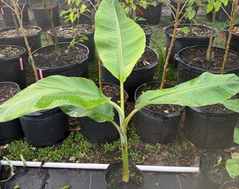 ICE CREAM BANANA Tree (Blue Java) Blue Banana Tree, vanilla flavor, cold resistant, 3 gallons, 2 to 3 feet tall, No shipping.