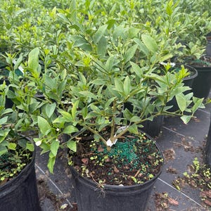 Key Lime Tree (Dwarf) 3-gallon dwarf key lime (limequat) tree. Florida sales only. Please do not purchase if you live in another state. image 2