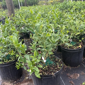May include: Potted citrus plants with vibrant green leaves and small white flowers. The plants are in black plastic pots, arranged in a nursery setting. The image shows a close-up of the plants, with a focus on their foliage and overall health.