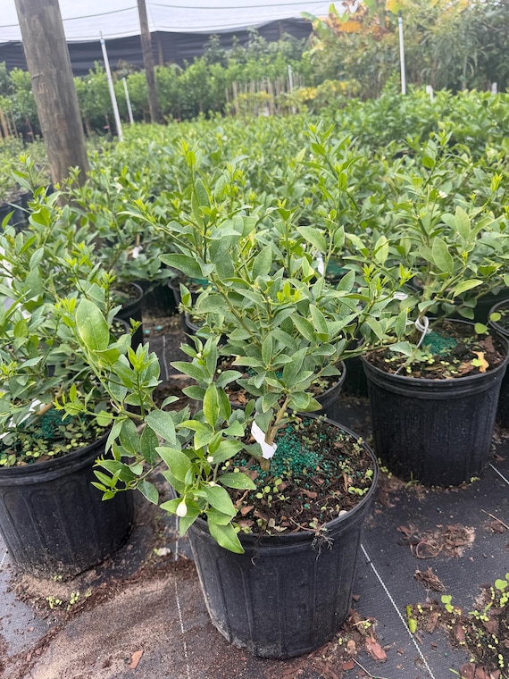 Key Lime Tree ( Dwarf)árbol enano de Lima key ( Limequat ) de 3 galón Solo venta para la Florida, por favor No compre si vive en otro Estado