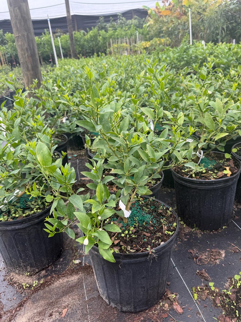 May include: Potted citrus plants with vibrant green leaves and small white flowers. The plants are in black plastic pots, arranged in a nursery setting. The image shows a close-up of the plants, with a focus on their foliage and overall health.