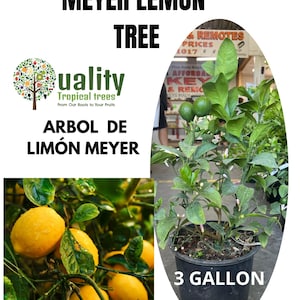 May include: Meyer lemon tree in a black pot. The image includes text that reads "MEYER LEMON TREE", "ARBOL DE LIMÓN MEYER", and "3 GALLON". The tree has green leaves and some green lemons. The image also shows a close-up of ripe yellow lemons.