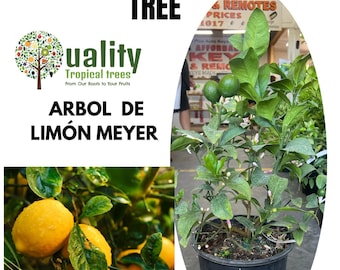 Meyer Lemon Tree - Ready to bear fruit in a 3-gallon pot, 2-3 feet tall - Florida only