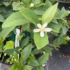 Key Lime Tree (Dwarf) 3-gallon dwarf key lime (limequat) tree. Florida sales only. Please do not purchase if you live in another state. image 3