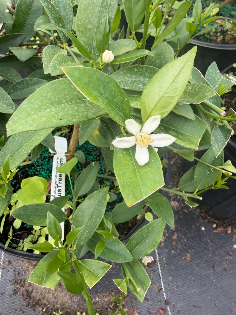 Key Lime Tree (Dwarf) 3-gallon dwarf key lime (limequat) tree. Florida sales only. Please do not purchase if you live in another state. image 3
