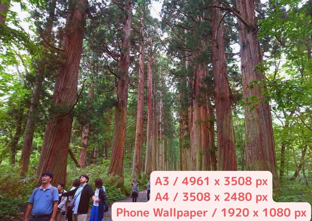 Okusha Togakushi Shrine Okusha Cedar Avenue | Japanese Sacred Forest Path ...