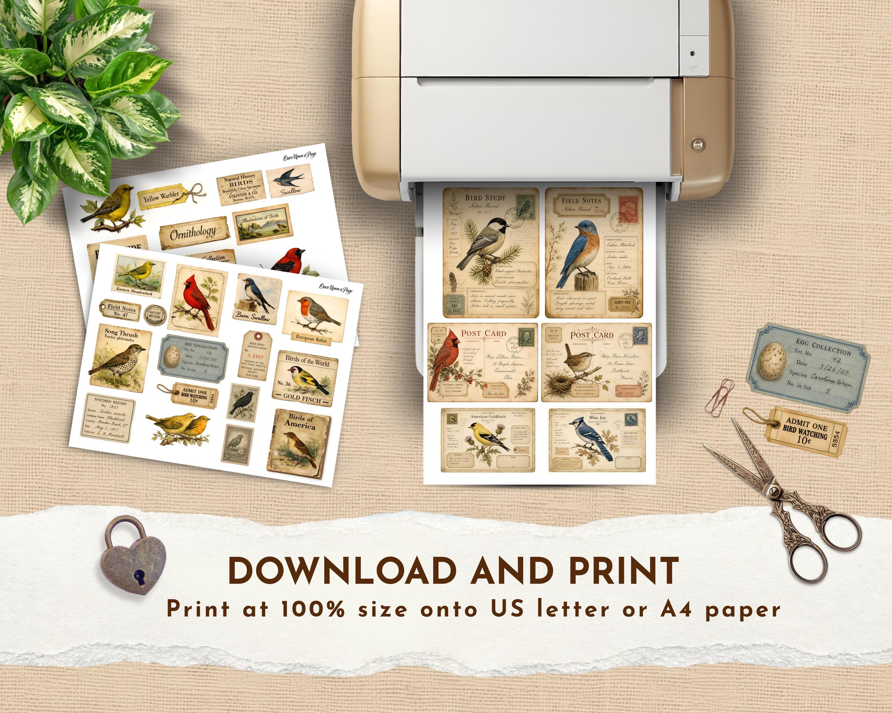 Vintage Bird Cards Junk Journal Pages, Bird Ephemera Printables, Field ...