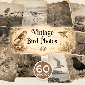 Fotos digitais vintage de pássaros, kit imprimível para diário de recortes com pássaros, efêmeros da natureza, cartões fotográficos antigos para observação de pássaros, scrapbooking