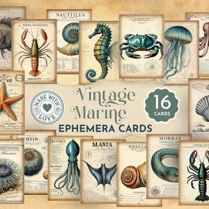 Può includere: Una collezione di 16 cartoline marine vintage con illustrazioni dettagliate di vita marina, tra cui un'aragosta, un cavalluccio marino, un granchio, una medusa, un polpo, una stella marina, un'anemone, una manta e varie conchiglie su carta.