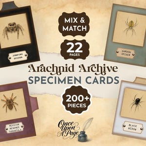 May include: An assortment of specimen cards featuring arachnids, including a jumping spider, garden spider, Mexican redknee tarantula, and black widow. The cards are labeled and presented in a vintage style, with the text "Arachnid Archive SPECIMEN CARDS".