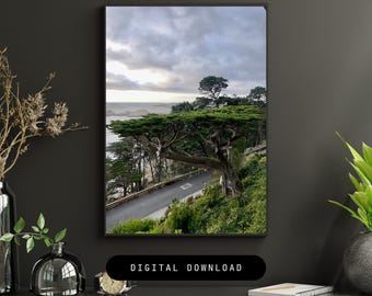 Monterey Cypress Tree Photography Print: California Wall Art (Digital Download)