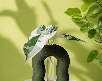 Rooted Propagation Station