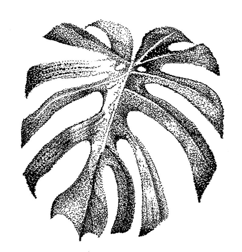 Malvorlage Monstera Blatt