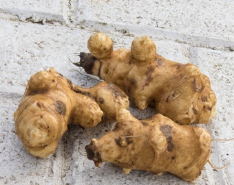 3 Jerusalem Artichoke Tubers AKA Sunchoke Tubers - White Fuseau