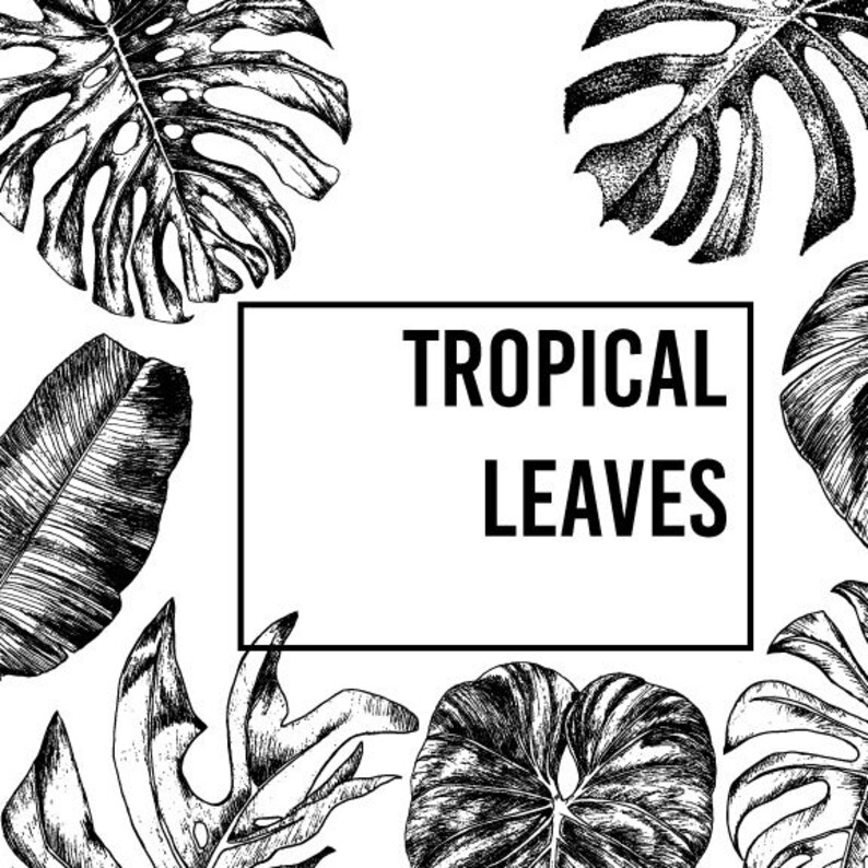 Malvorlage Monstera Blatt